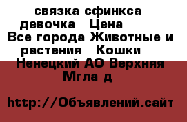 связка сфинкса. девочка › Цена ­ 500 - Все города Животные и растения » Кошки   . Ненецкий АО,Верхняя Мгла д.